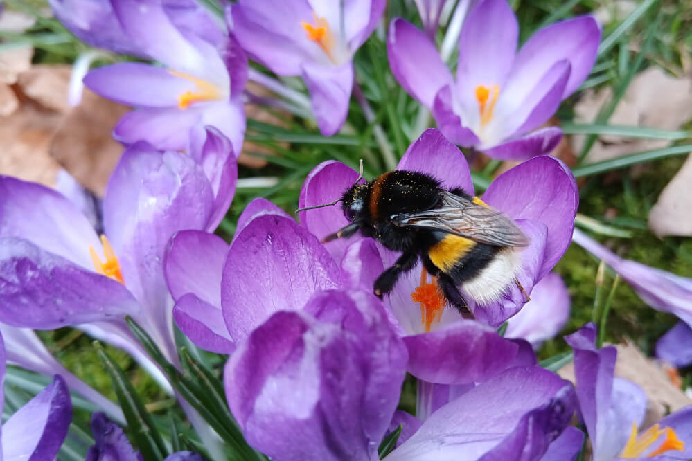 26030201hommelantwerpen GD.jpg